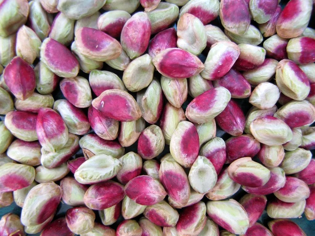 خواص بی نظیر پسته تازه
