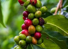 قهوه ربوستا چیست؟