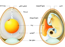 مرغ یا تخم‌مرغ، کدام یک اول بود؟