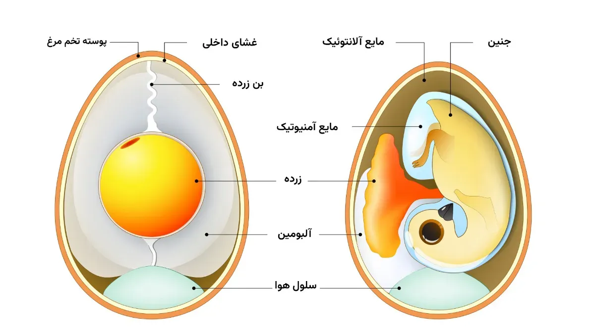 مرغ یا تخم‌مرغ، کدام یک اول بود؟