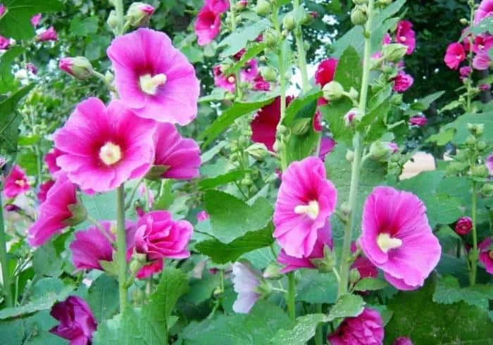 کدام رنگ گل ختمی بهتر است؟