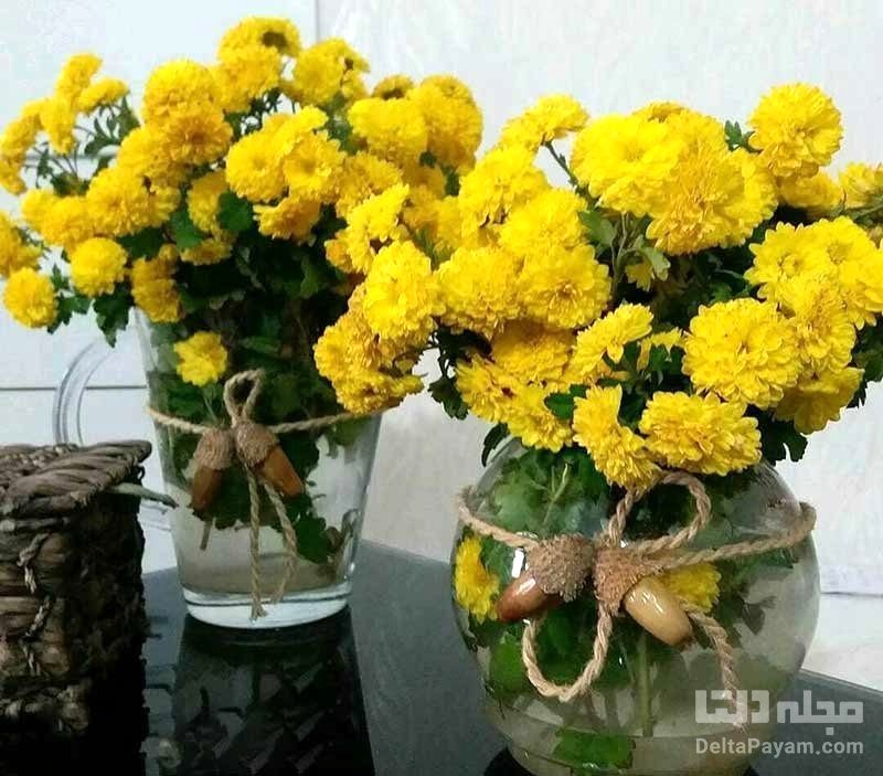 این ۷ گیاه آپارتمانی، هوای خانه را تمیز می‌کنند