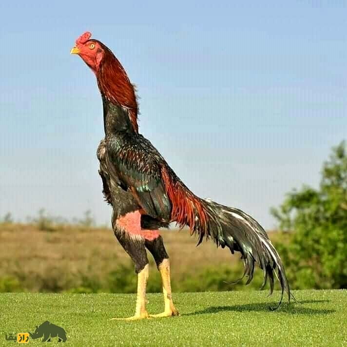 شامو؛ خروس جنگی ژاپنی که در مبارزه حریفانش را زنده زنده می‌خورد
