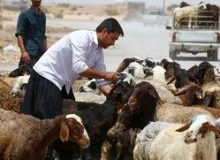 قیمت جدید دام زنده امروز ۲ مرداد ۱۴۰۳ اعلام شد/ جدول قیمت