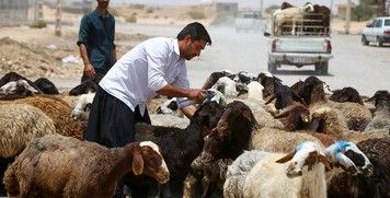 قیمت جدید دام زنده امروز ۲ مرداد ۱۴۰۳ اعلام شد/ جدول قیمت