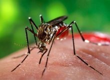 تشکیل قرارگاه پدافند زیستی برای مقابله با پشه آئدس