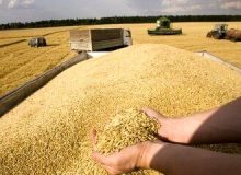 گندم‌کاران بخوانند/ خبر مهم درباره تعیین قیمت جدید گندم