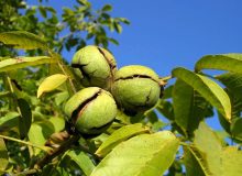بهترین زمان مصرف آبغوره برای لاغری؟