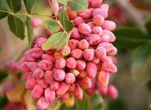 خسارت قطعی برق برای پسته کاران کرمانی