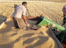 فرمول تعیین قیمت گندم مشخص شد