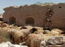 گوشت ارزان شد
