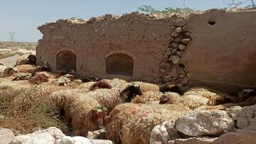 گوشت ارزان شد