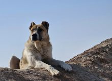 شرط عجیب استخدام کارمند در چین