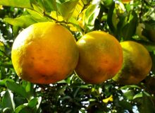 مضرات نارنج برای بارداری، فشار خون، کبد، غلظت خون و دیابت