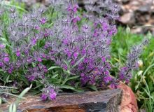به جای چای این دمنوش را بخورید