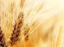 افزایش ۱۰ درصدی قیمت خرید تضمینی گندم منطقی نیست