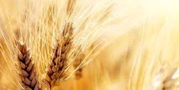 افزایش ۱۰ درصدی قیمت خرید تضمینی گندم منطقی نیست