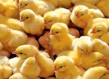 گیلان، تأمین کننده جوجه یکروزه کشور