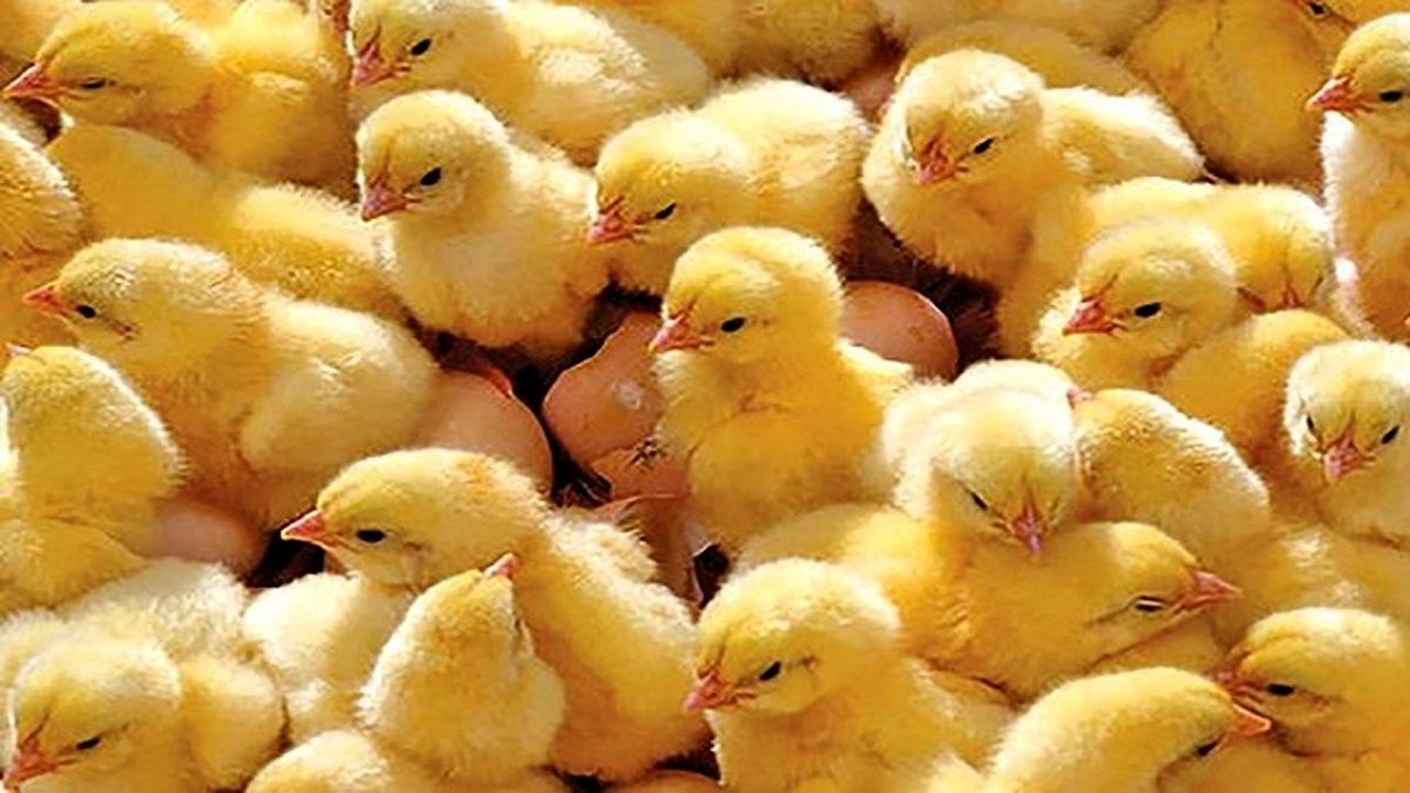 گیلان، تأمین کننده جوجه یکروزه کشور