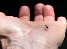 ۱۷۸ مبتلای تب دنگی تا هفته اول شهریور