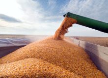 رییس کانون هماهنگی زنجیره گندم، آرد و نان: قیمت تمام شده نان در ایران بالاست