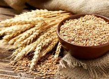۲ نفر باعث عدم تعیین نرخ خرید تضمینی گندم شدند