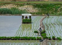 سرانه مصرف برنج به ازای هر ایرانی ۳۵ کیلو است