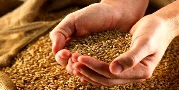 قیمت منصفانه و منطقی گندم چه عددی است؟