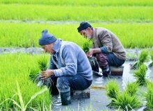 هشدار؛ پاییز امسال کرم می‌آید