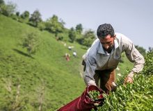 افزایش ۳۰درصدی قیمت خرید برگ سبز چای/ پیش‌بینی تولید ۱۴۵ هزار تن برگ سبز چای