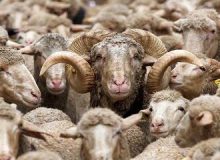 قیمت جدید دام زنده ۲۴ شهریورماه اعلام شد
