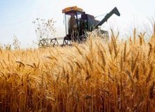 دسترسی اقتصادی شرط اجرایی شدن سند ملی امنیت غذا