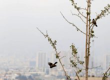 طرح پایش منابع آلاینده در مناطق ٢٢گانه تهران اجرا می‌شود؟