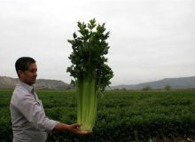 آغاز کاشت کرفس در مزارع طارم