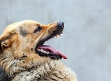 هشدار؛ فقط سگ ناقل بیماری هاری نیست