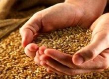 گندمکاران حتما بخوانند/ خبر مهم رییس سازمان برنامه درباره مطالبات گندمکاران و قیمت گندم