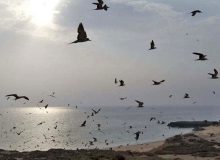تغییر نام جزیره ابوموسی