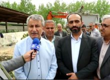کشت چغندر علوفه‌ای در مازندران تامین کننده خوراک دام کشور