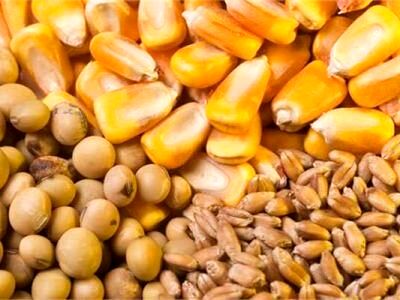 قیمت انواع نهاده های دامی و محصولات کشاورزی ۱۶ اردیبهشت ۱۴۰۳