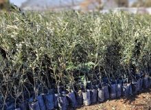آغاز تولید نهال در فاز دوم طرح مردمی کاشت یک میلیارد درخت