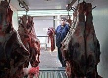 قیمت رسمی دام زنده اعلام شد/ نرخ گوشت تا یک ماه آینده چه تغییری می‌کند؟