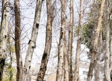آفت یا خشکاندن عمدی ۱۶ هزار درخت در تهران؟