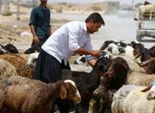 قیمت جدید دام زنده اعلام شد