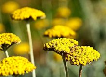 خواص بومادران برای سلامتی و لاغری