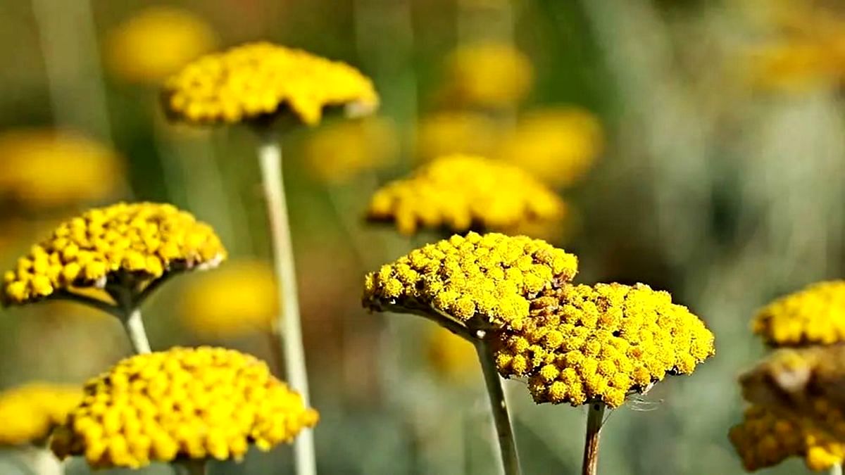 خواص بومادران برای سلامتی و لاغری
