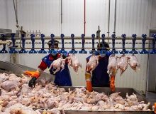 قیمت مرغ زنده چرا بال درمی‌آورد؟