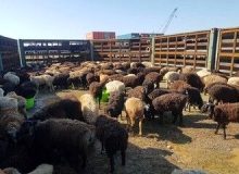 دام زنده گران شد/ قیمت جدید دام زنده را ببینید