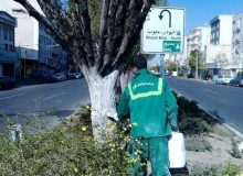 هشدار به تهرانی‌ها؛ از لمس این نوع درختان خودداری کنند