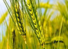 قول وزیر جهاد کشاورزی به گندمکاران / منتظر هفته آینده باشید