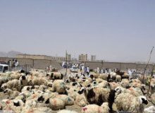 قیمت دام زنده امروز ۲۵ خرداد ۱۴۰۳ /گوسفند کیلویی چند؟